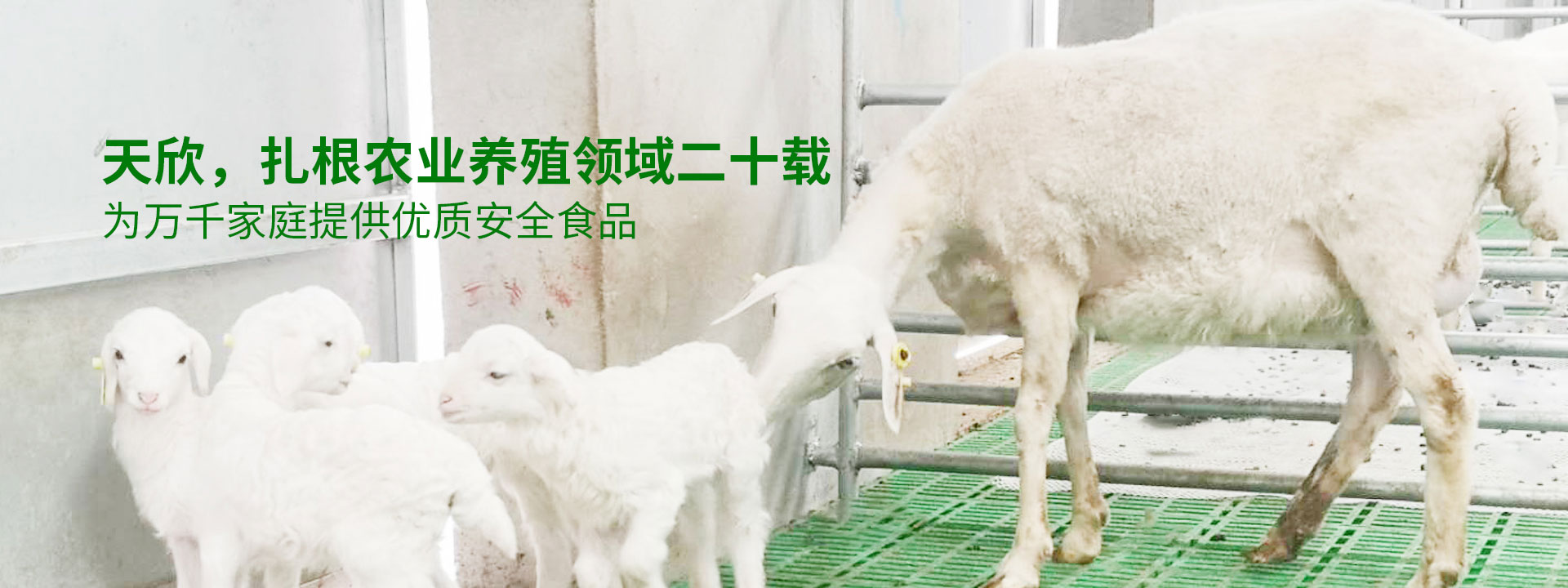 bob最新官网登录入口