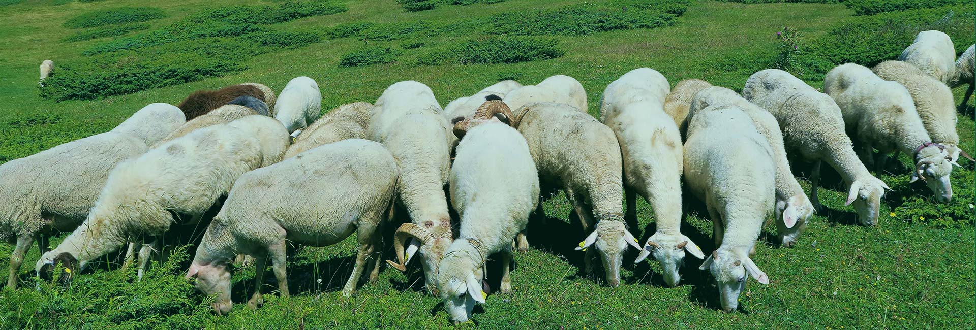 bob天博:“藏獒大佬”养獒20年：从前200万元一条现在獒场在珠三角底子消失